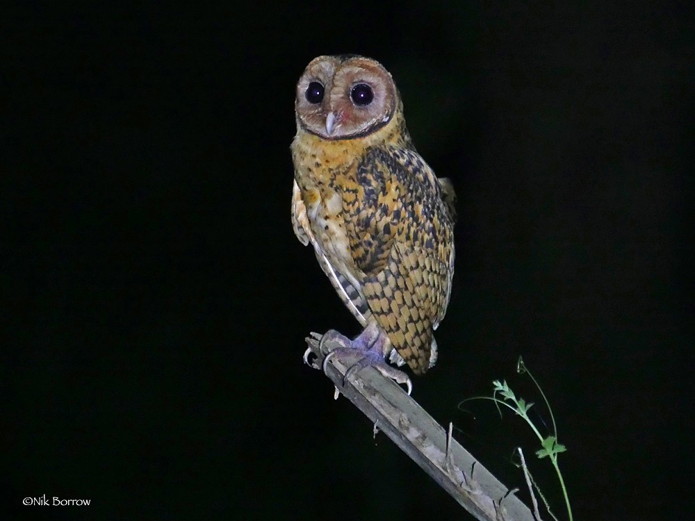 Golden Masked-Owl - Nik Borrow