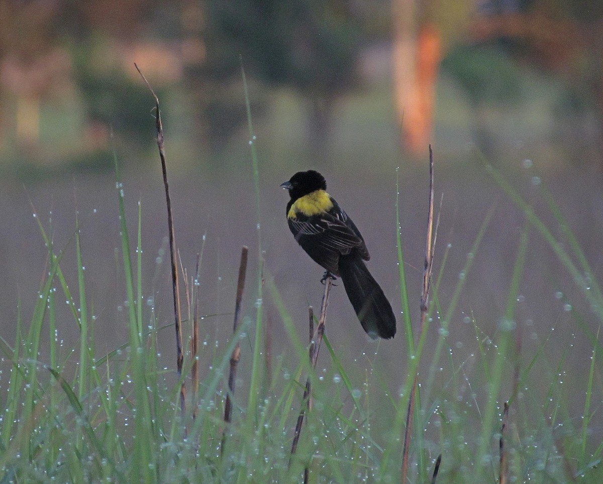 Yellow-mantled Widowbird (Yellow-mantled) - ML205467521