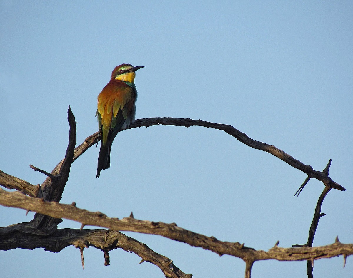 European Bee-eater - Jens Thalund