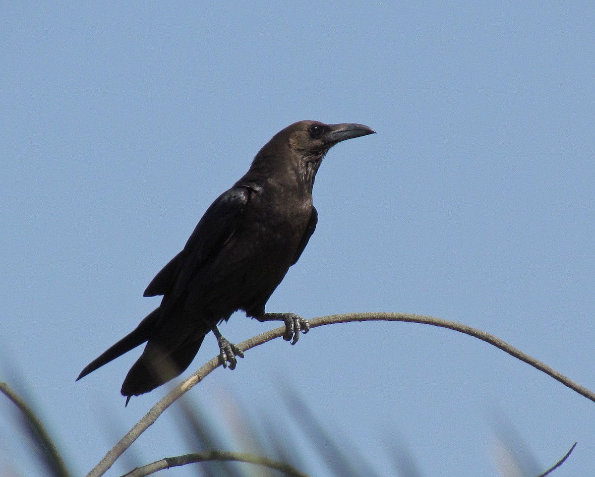 Brown-necked Raven - ML205467721