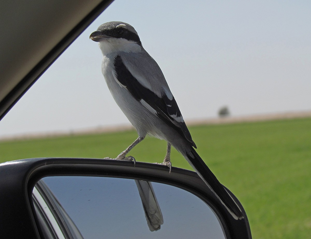 Great Gray Shrike (Arabian) - Jens Thalund