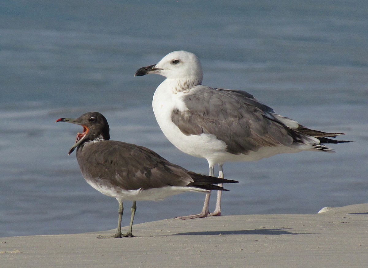 Lesser Black-backed Gull (Heuglin's) - Jens Thalund