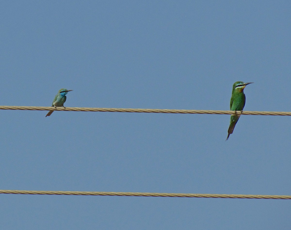Arabian Green Bee-eater - Jens Thalund
