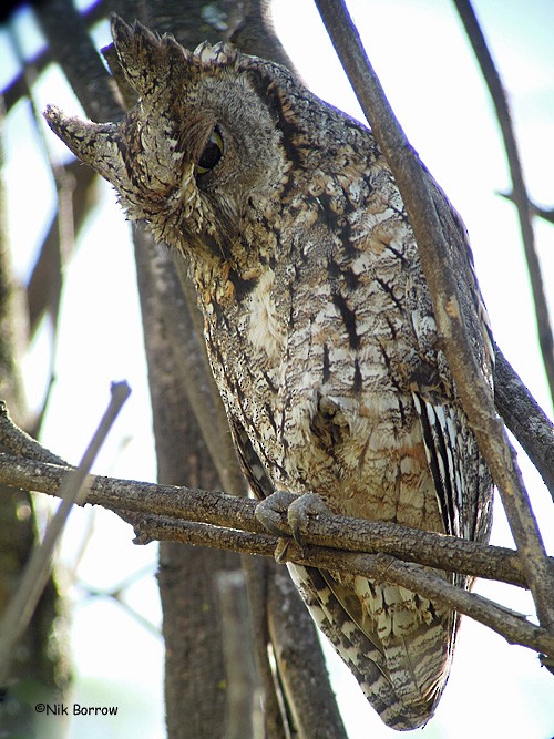 African Scops-Owl (African) - Nik Borrow
