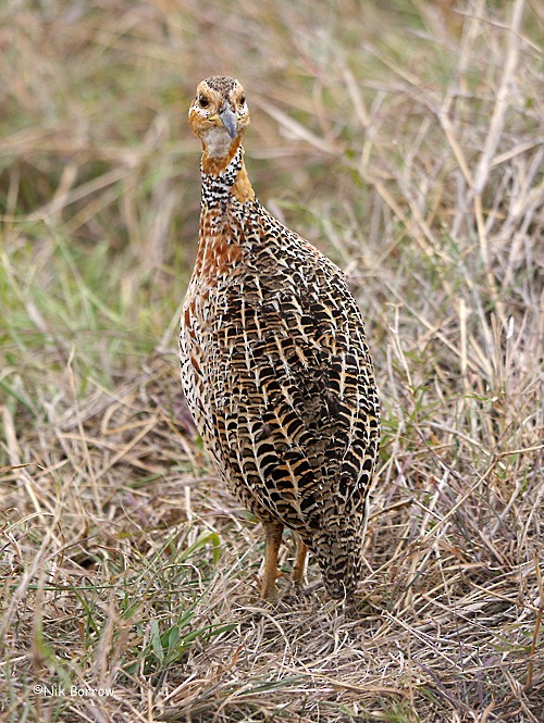 Red-winged Francolin - ML205468191