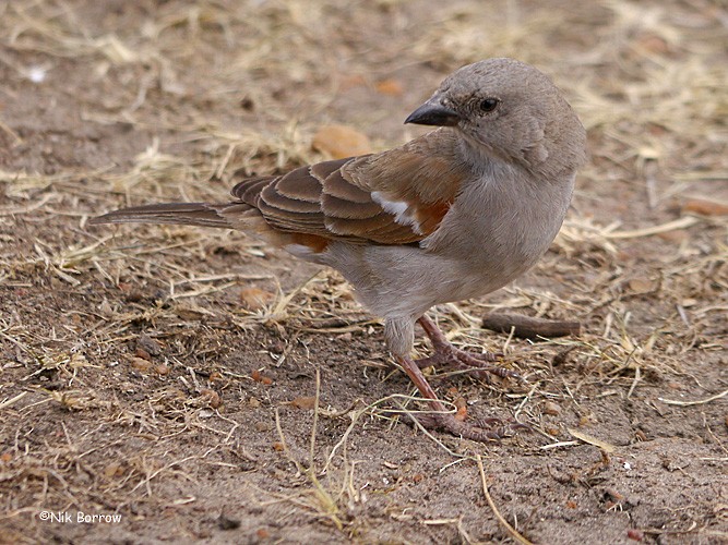 Swahili Sparrow - Nik Borrow