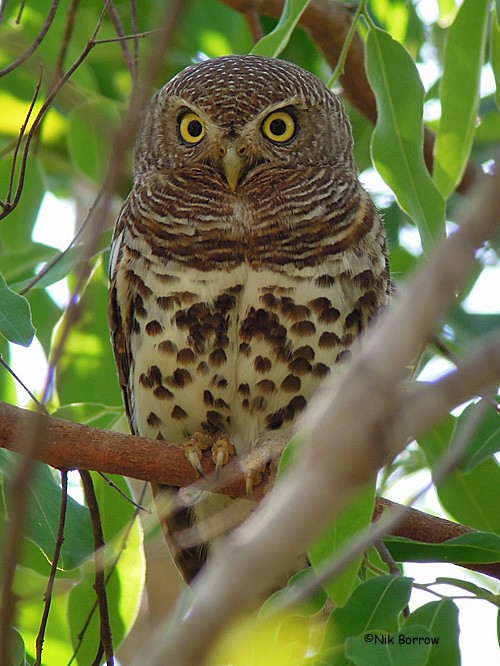 African Barred Owlet (Bar-fronted) - Nik Borrow