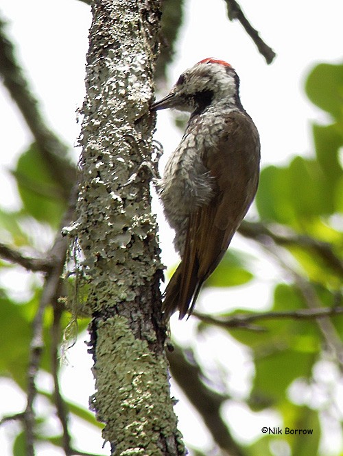 Stierling's Woodpecker - Nik Borrow