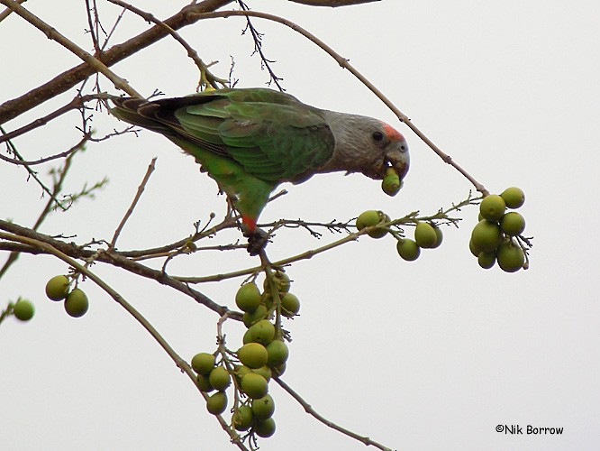 Brown-necked Parrot (Gray-headed) - Nik Borrow