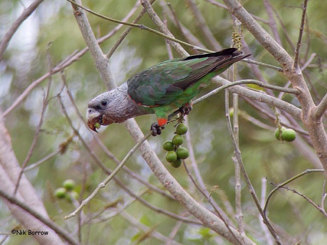 Brown-necked Parrot (Gray-headed) - ML205468441