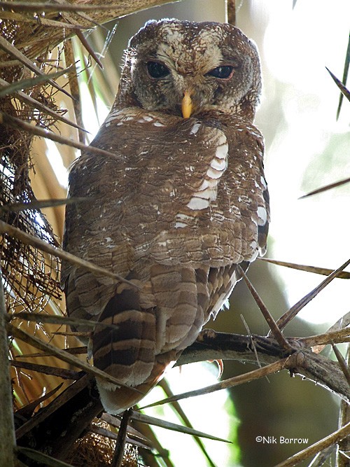 African Wood-Owl - ML205468451