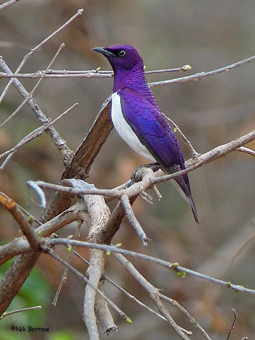 Violet-backed Starling - ML205468501