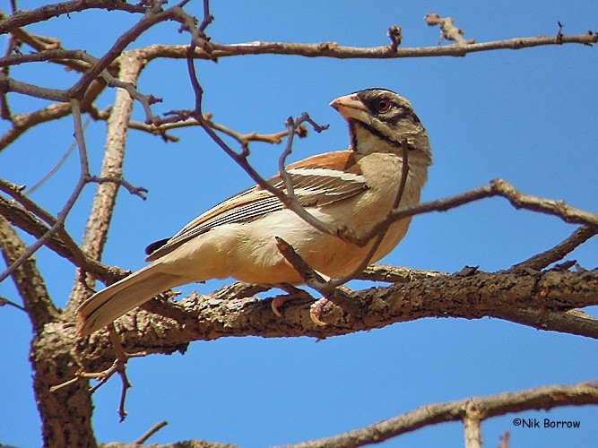 Chestnut-backed Sparrow-Weaver - Nik Borrow