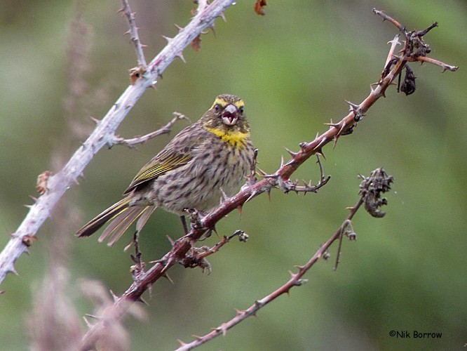 Yellow-browed Seedeater - ML205468531