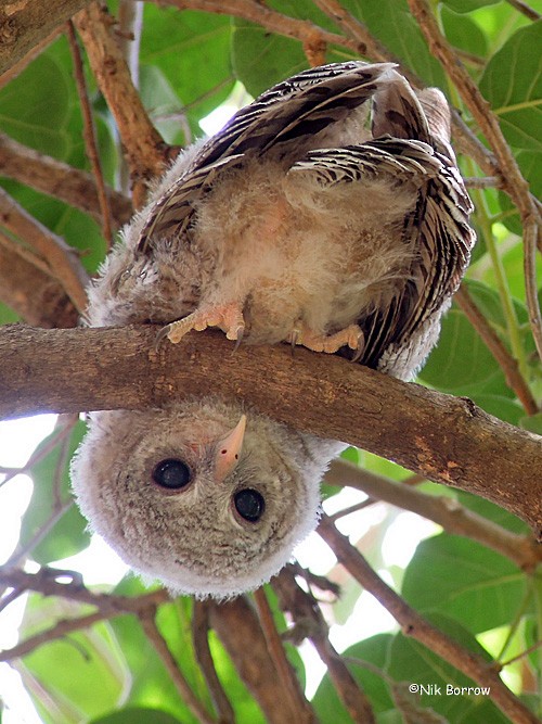 African Wood-Owl - ML205468621