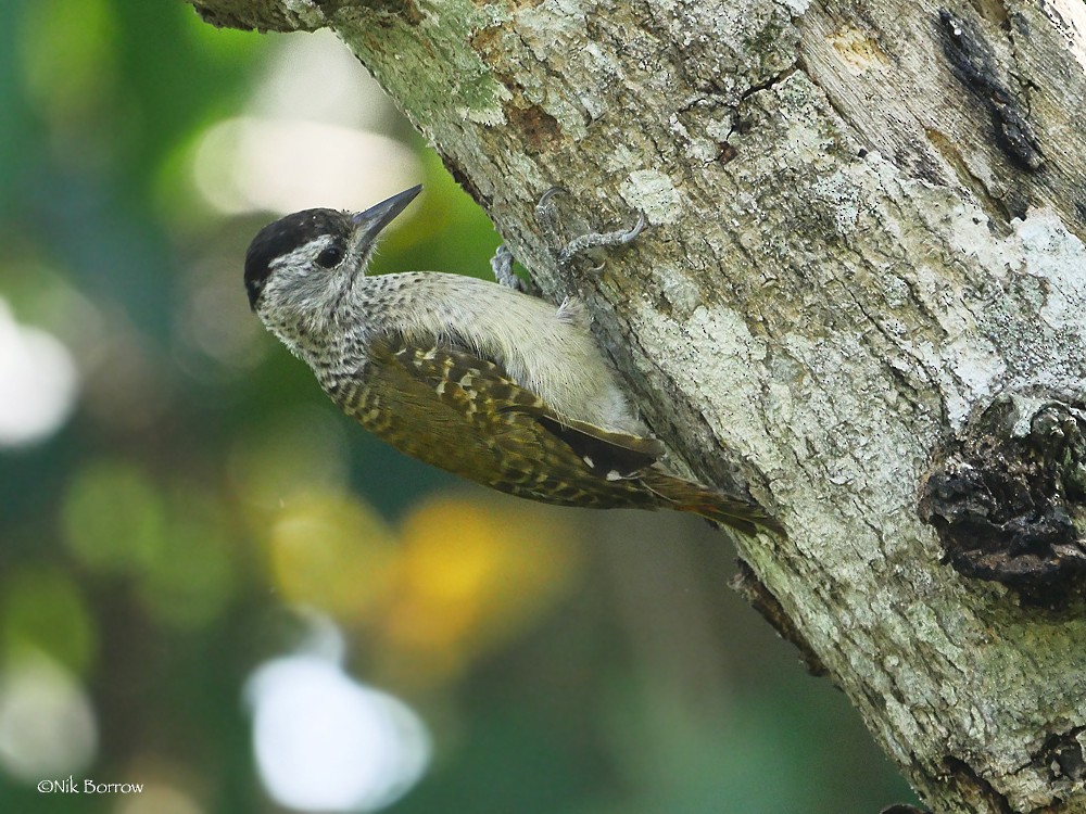 Speckle-breasted Woodpecker - ML205468721
