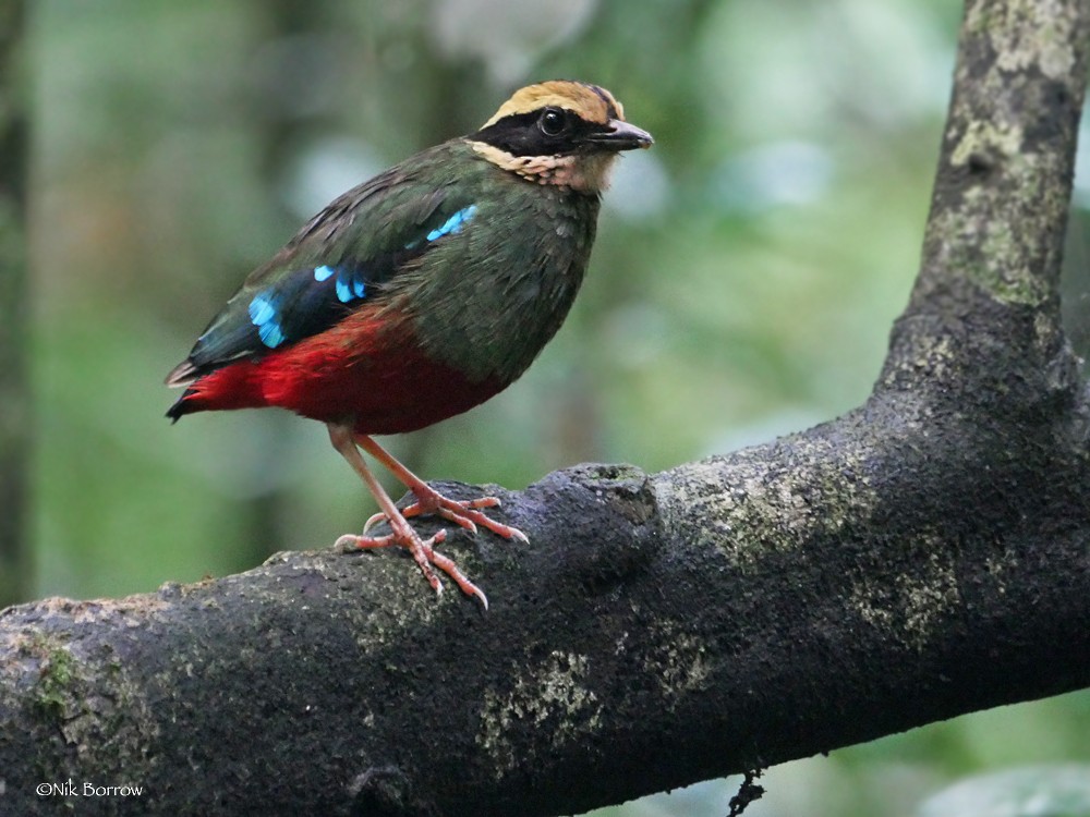 Green-breasted Pitta - ML205468751