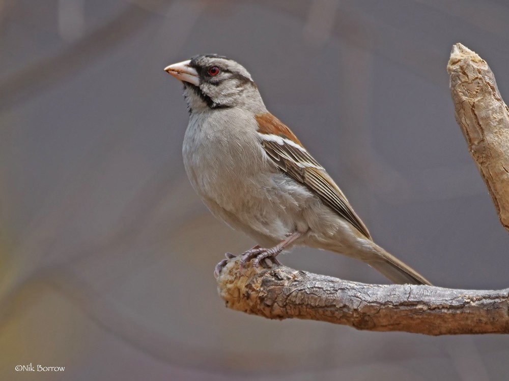 Chestnut-backed Sparrow-Weaver - ML205468811