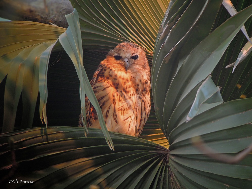Pel's Fishing-Owl - Nik Borrow