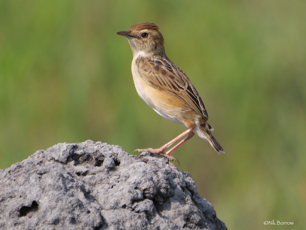Wing-snapping Cisticola (Wing-snapping) - ML205468901