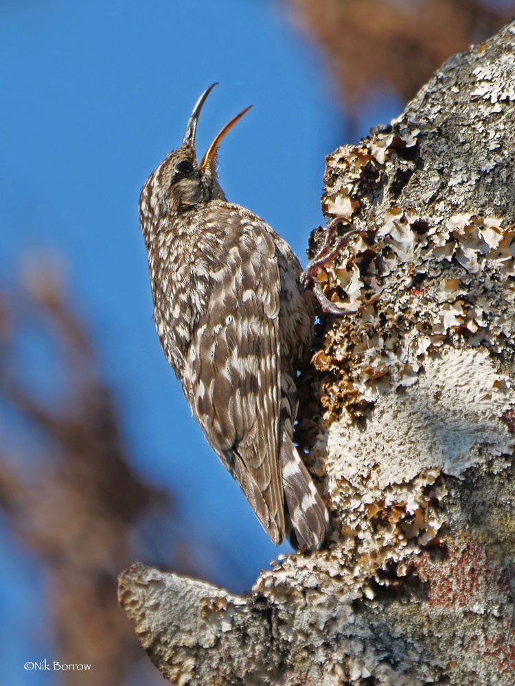 African Spotted Creeper - ML205468941