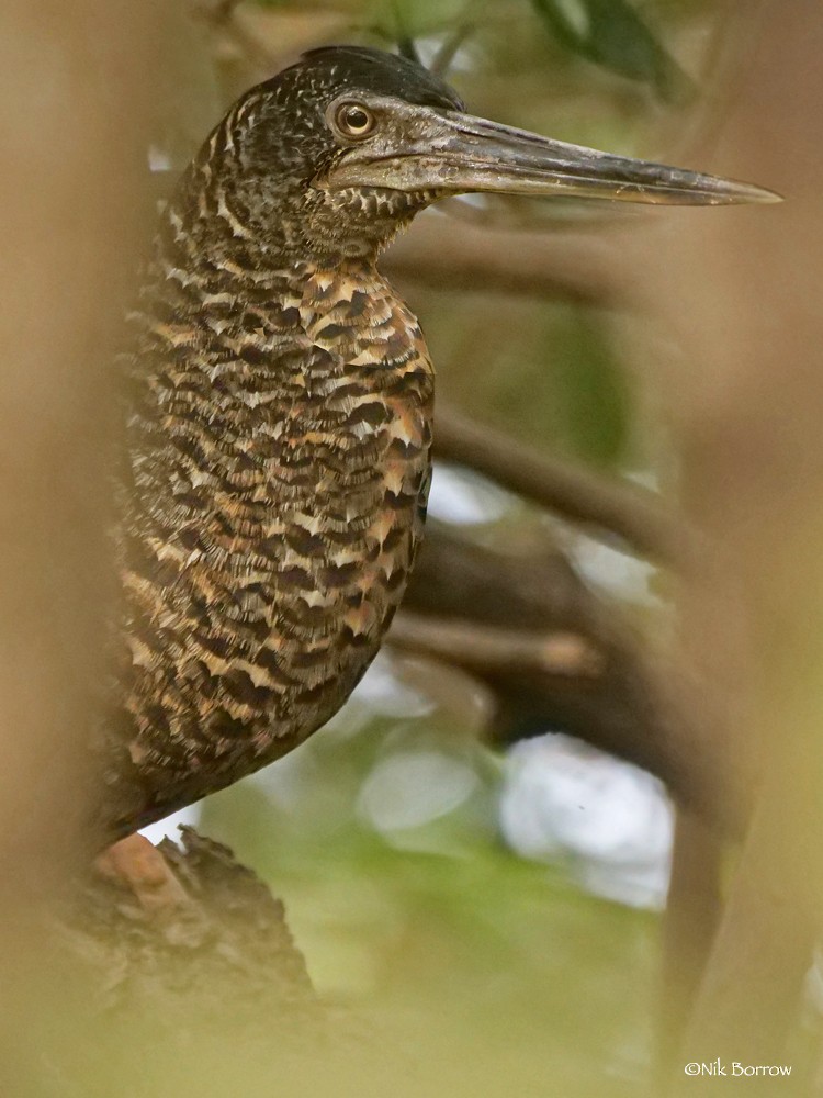 White-crested Tiger-Heron - ML205469061