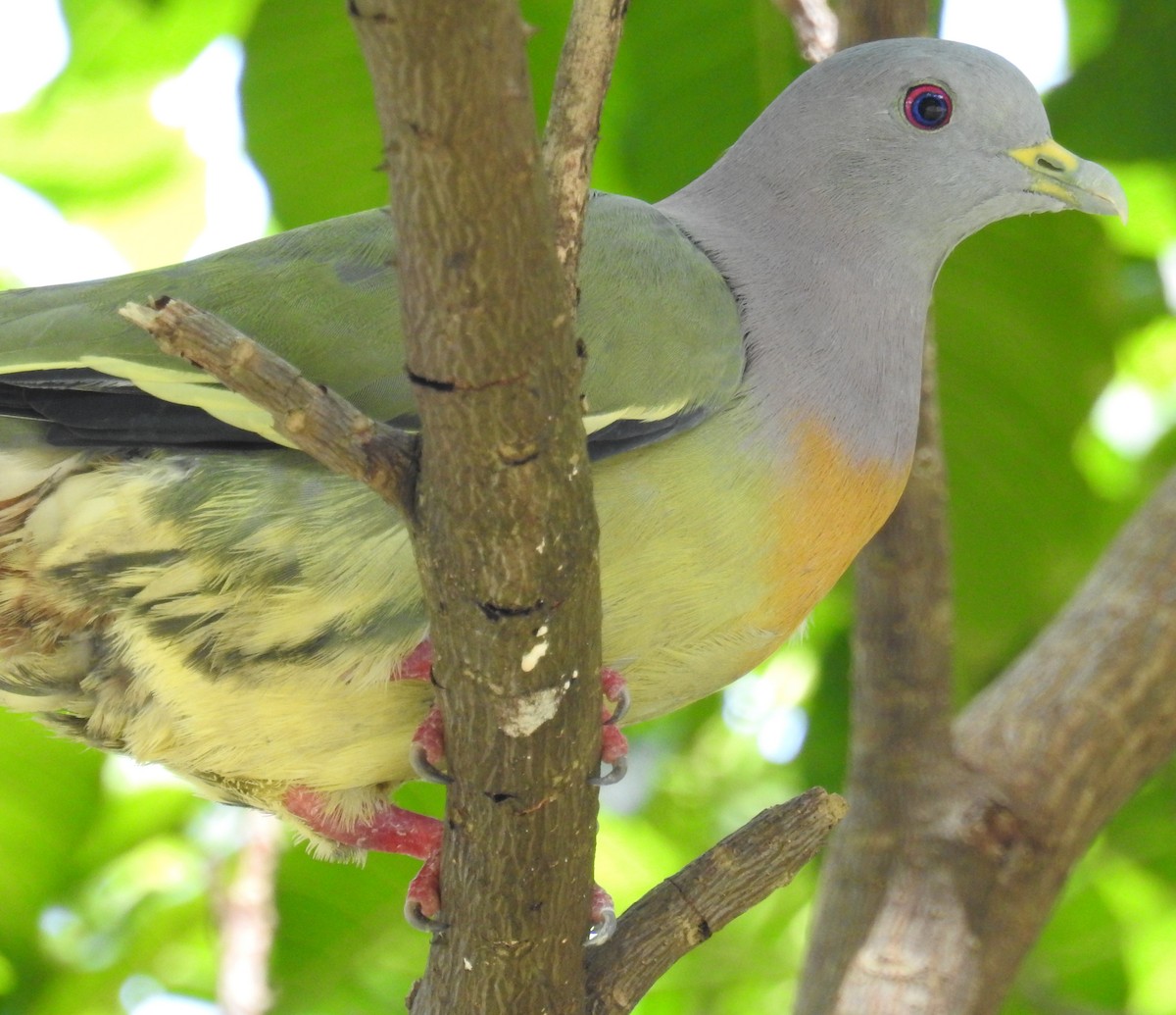 Pink-necked Green-Pigeon - Colin Trainor