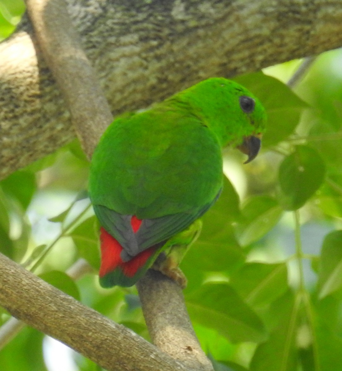 Blue-crowned Hanging-Parrot - ML205469621