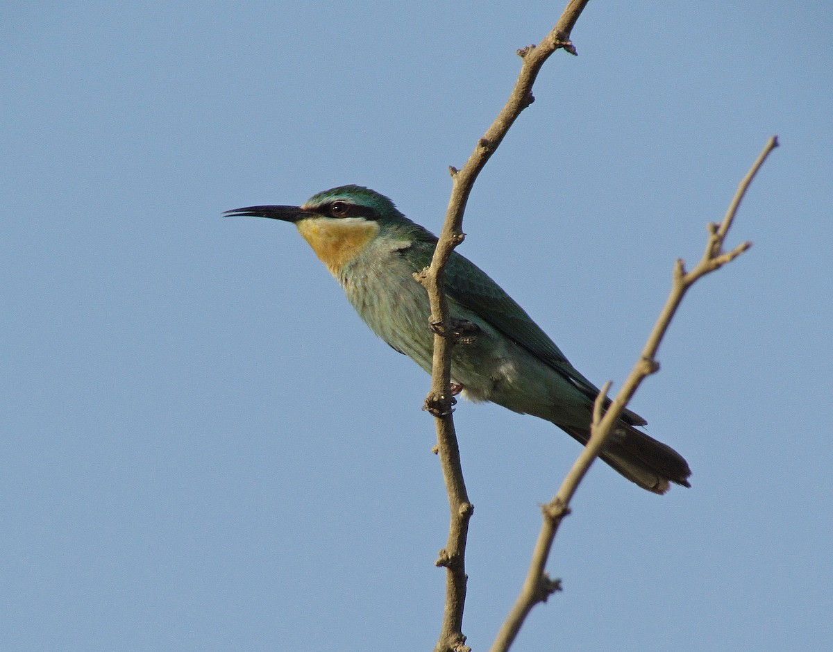 Blue-cheeked Bee-eater - ML205469701