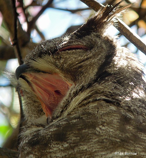 Grayish Eagle-Owl - Nik Borrow
