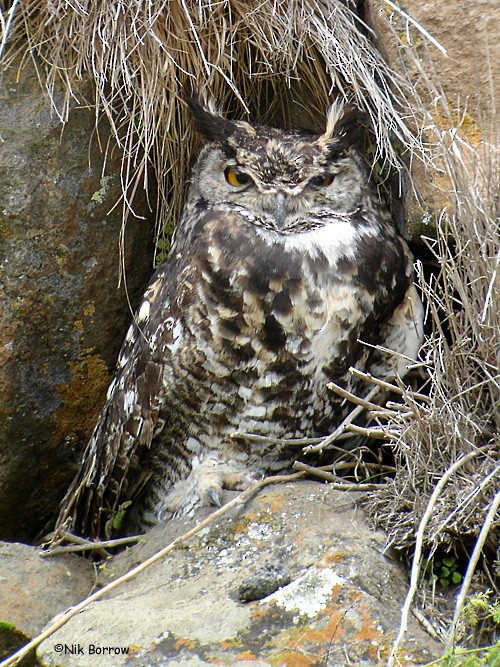 Cape Eagle-Owl (Northern) - Nik Borrow