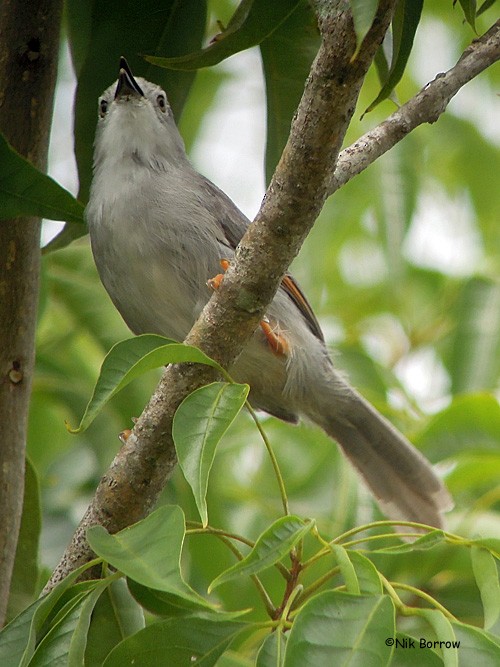 Red-winged Gray Warbler - Nik Borrow