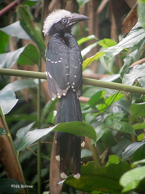 Eastern Long-tailed Hornbill - Nik Borrow