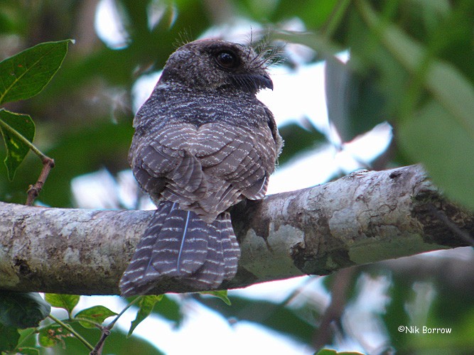 Barred Owlet-nightjar (Barred) - Nik Borrow