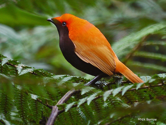 Crested Satinbird (Red) - Nik Borrow