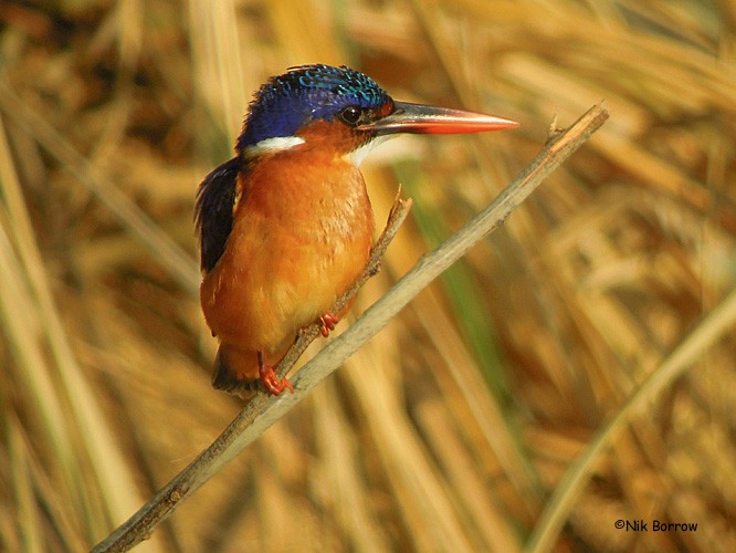 Malachite Kingfisher (Sao Tome) - Nik Borrow