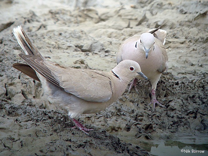 African Collared-Dove - ML205470711