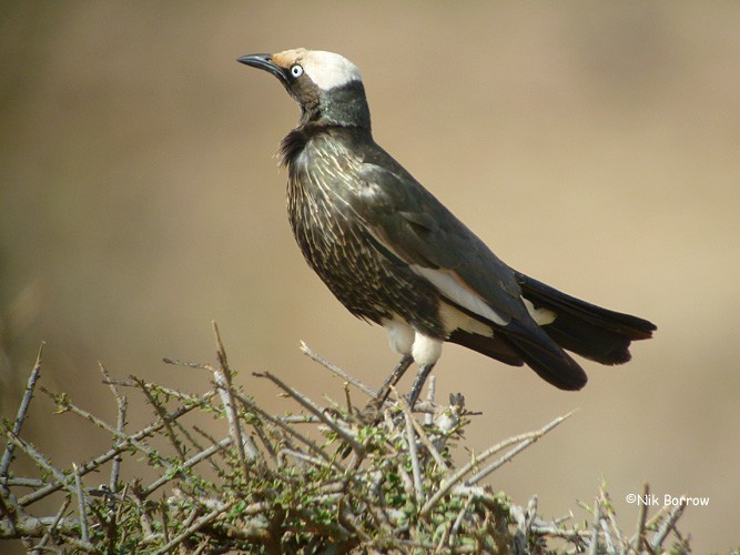 White-crowned Starling - ML205470811