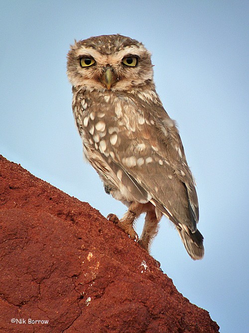 Little Owl (Abyssinian) - Nik Borrow