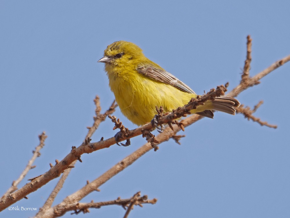 Pájaro Moscón Amarillo - ML205470881