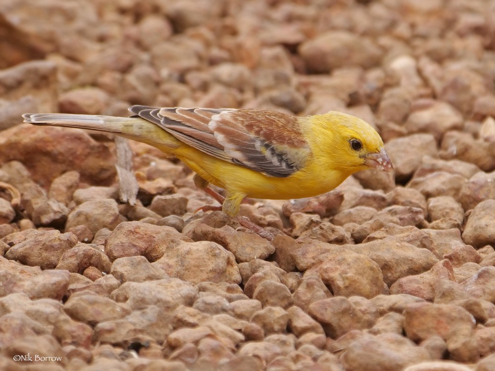 Sudan Golden Sparrow - Nik Borrow
