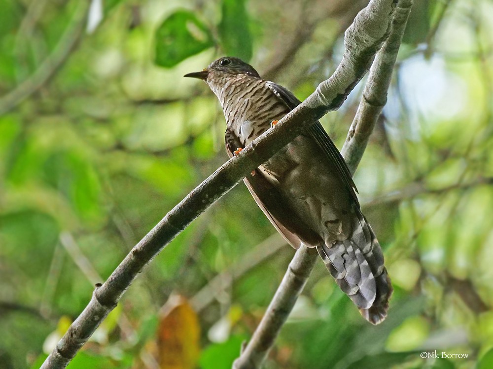 Olive Long-tailed Cuckoo - Nik Borrow