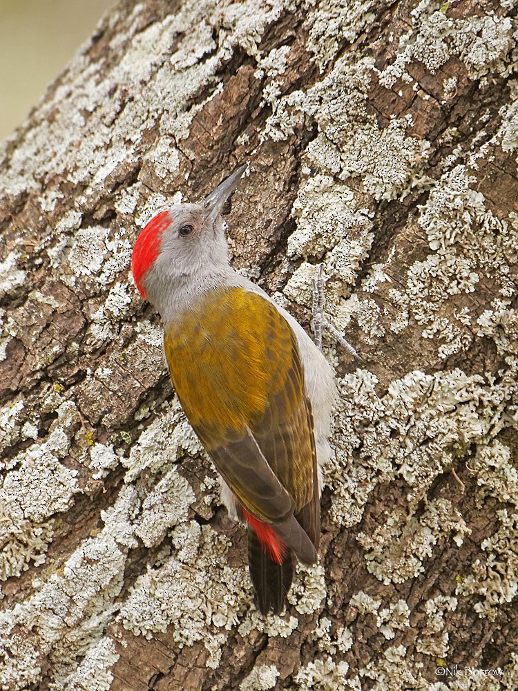 Mountain Gray Woodpecker - Nik Borrow