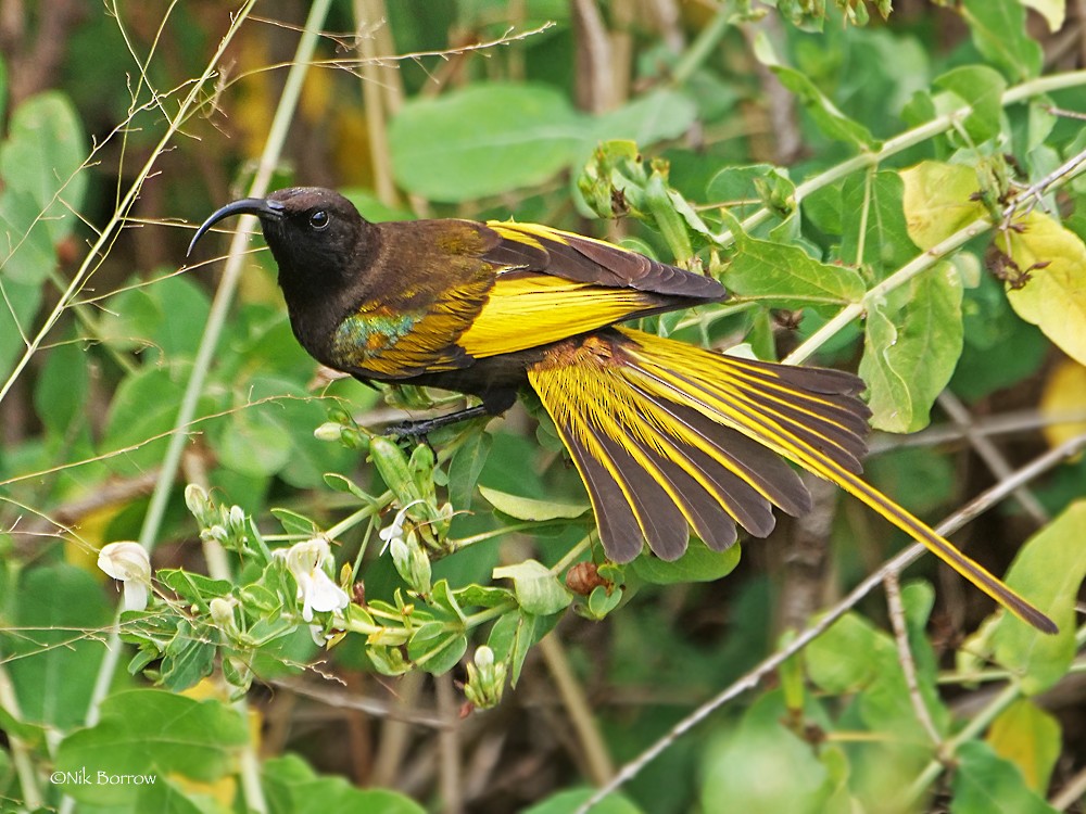 Golden-winged Sunbird - Nik Borrow