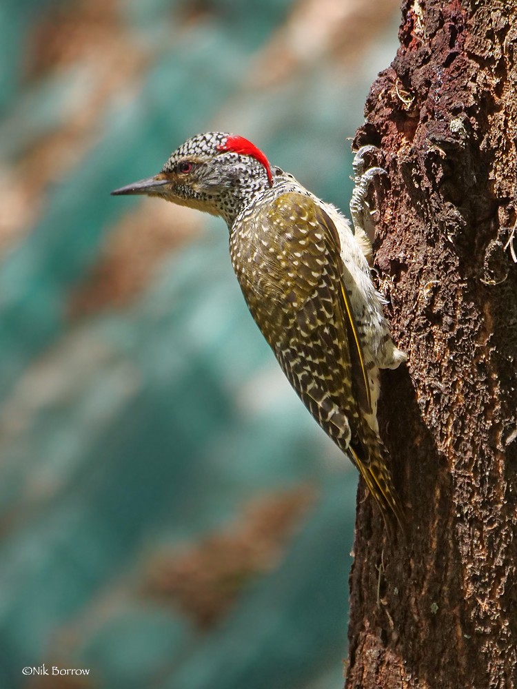 Nubian Woodpecker - ML205471121