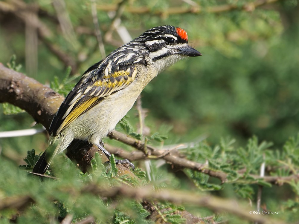 Red-fronted Tinkerbird - ML205471141