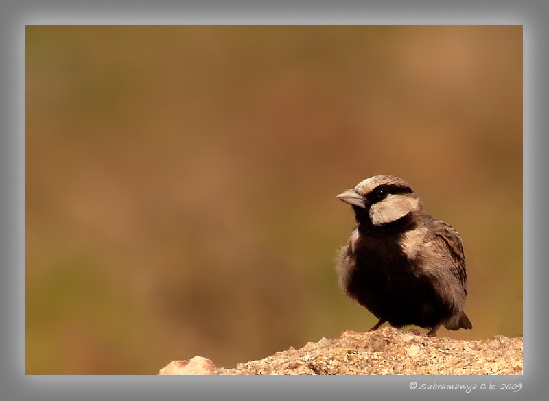 Ashy-crowned Sparrow-Lark - Subramanya C K