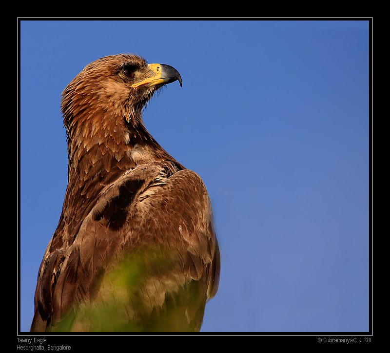 Tawny Eagle - Subramanya C K