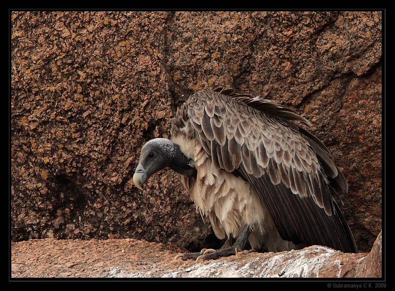 Indian Vulture - Subramanya C K