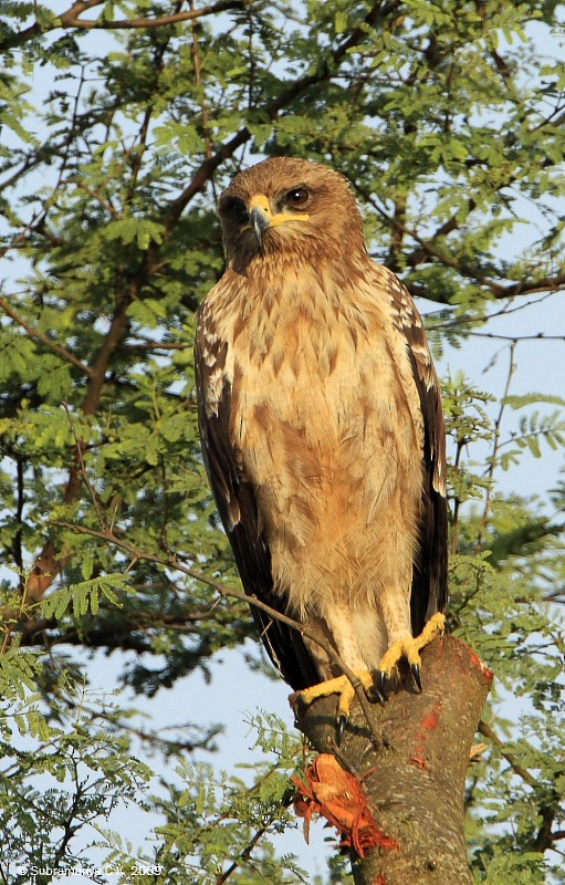 Greater Spotted Eagle - Subramanya C K